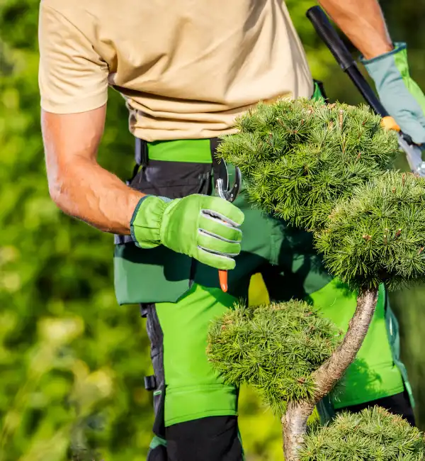 Lawn Tree Trimming Service Areas We Cover