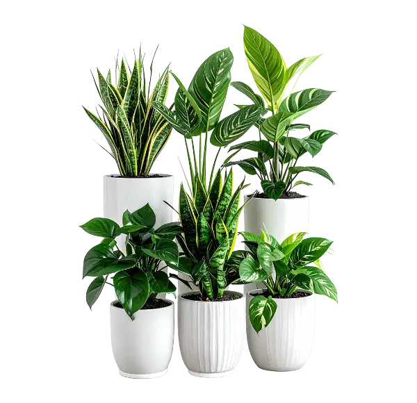 Local Example - Lawn Plant Care in McKinney