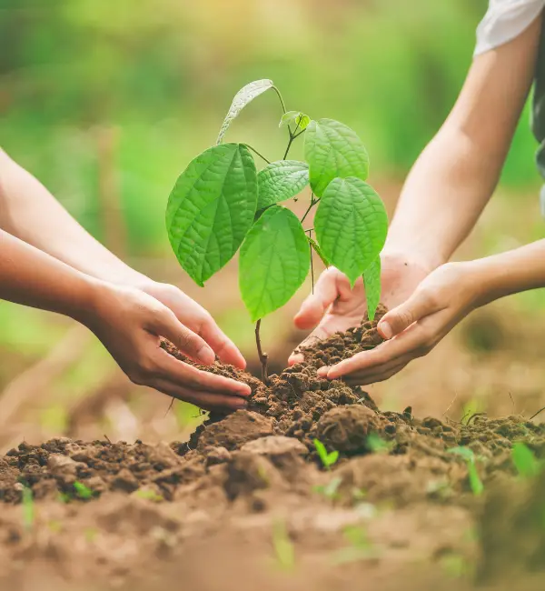 What Is Lawn Plant Care Services and Why It Matters in McKinney