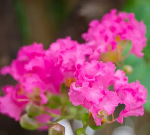 What is Lawn Crape Myrtle Service and Why It Matters in McKinney