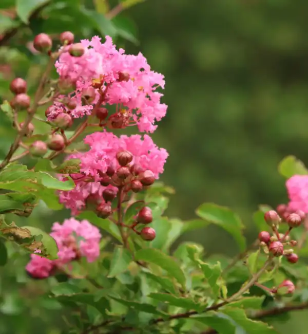 Why Choose Lawn Crape Myrtle Service in McKinney