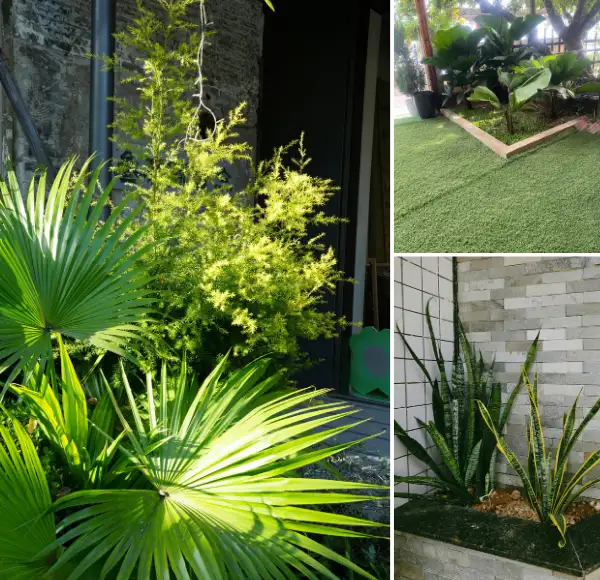 Why Choose Lawn Plant Care in McKinney