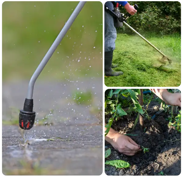 Why Choose Weed Control Lawn Services in McKinney