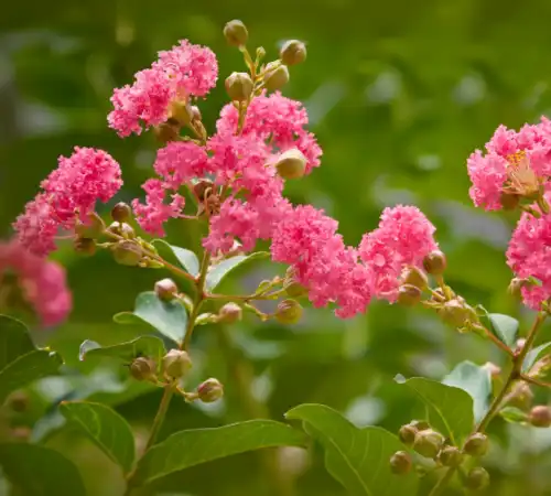 Why Is My Crape Myrtle Not Blooming